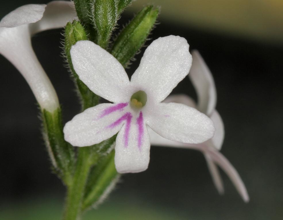 Priva adhaerens