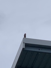 Acridotheres javanicus