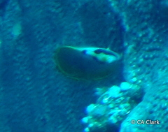 Chaetodon adiergastos