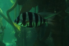Diplodus hottentotus