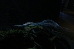 Eptatretus hexatrema