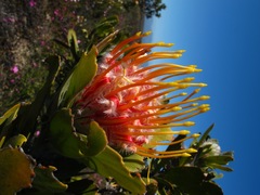 Leucospermum pluridens