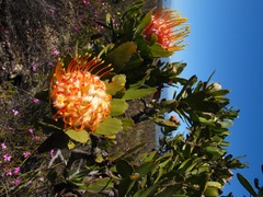 Leucospermum pluridens