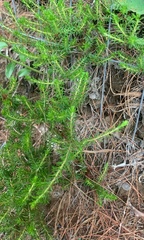 Empetreae