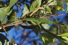 Macynia labiata