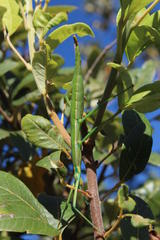 Macynia labiata