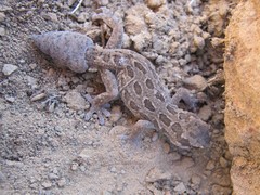 Pachydactylus maculatus