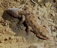 Pachydactylus maculatus