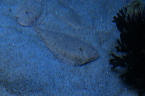 Pegusa nasuta