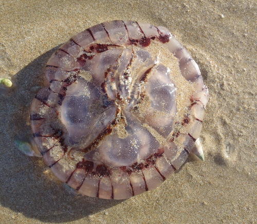 Chrysaora agulhensis