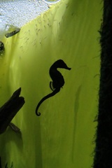 Hippocampus capensis