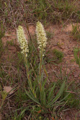 Echiostachys incanus