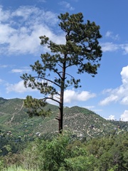 Pinus arizonica