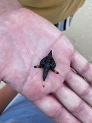 Ogcocephalus corniger