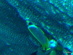 Chaetodon adiergastos