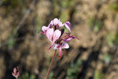Pelargonium dipetalum