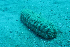 Stichopus herrmanni