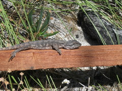 Pogona minor