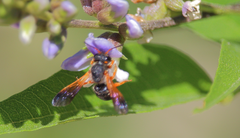 Notanthidium steloides