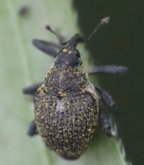 Phytobiini
