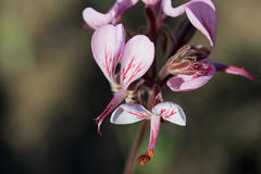 Pelargonium dipetalum