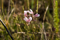 Pelargonium dipetalum