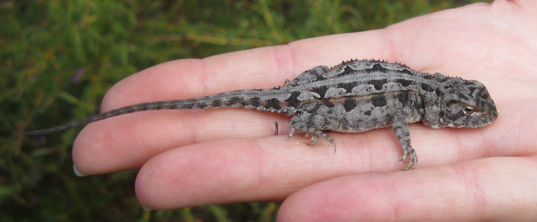 western heath dragon