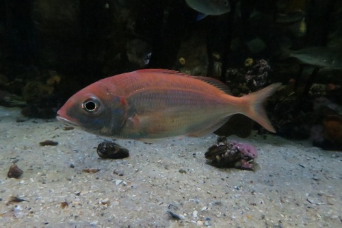 Pagellus natalensis