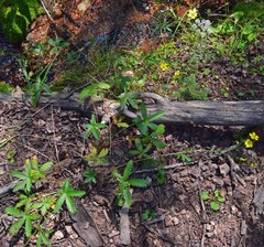 Potentilla pulcherrima