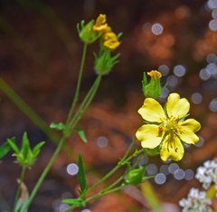 Potentilla pulcherrima