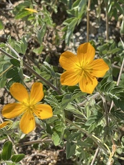 Kallstroemia peninsularis