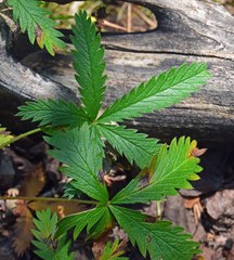 Potentilla pulcherrima
