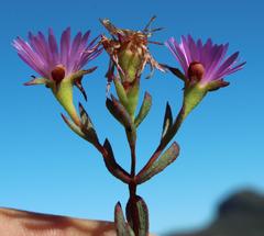 Lampranthus emarginatus