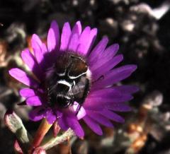 Lampranthus emarginatus