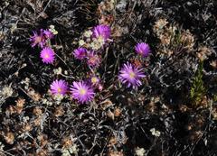 Lampranthus emarginatus