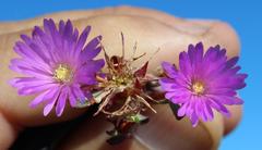 Lampranthus emarginatus