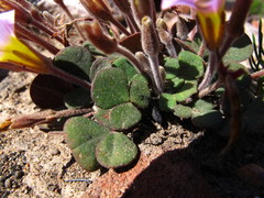 Oxalis algoensis