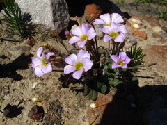 Oxalis algoensis