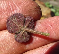 Oxalis algoensis