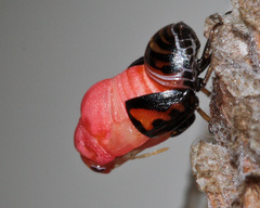 Sphaerocoris testudogrisea