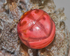 Sphaerocoris testudogrisea