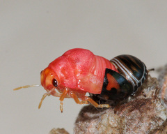 Sphaerocoris testudogrisea