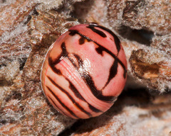 Sphaerocoris testudogrisea