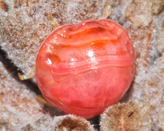 Sphaerocoris testudogrisea