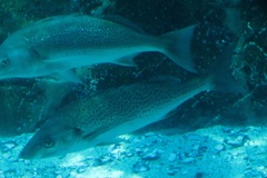 Pomadasys commersonnii