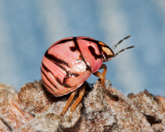 Sphaerocoris testudogrisea