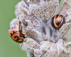 Sphaerocoris testudogrisea