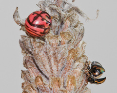 Sphaerocoris testudogrisea