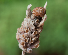 Sphaerocoris testudogrisea