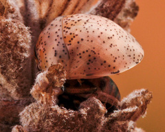 Sphaerocoris testudogrisea